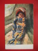 Native Americans  A Piute Indian Papoose  Make By Tuck  Message On Back     ----  --ref 249 - Native Americans