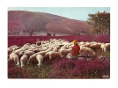 Cp, Limousin, Les Monedières - Bergère Et Moutons - Limousin