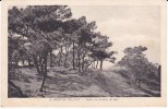 CPA - (44) Saint Brévin L´Océan - Sapins En Bordure De Mer - Saint-Brevin-l'Océan