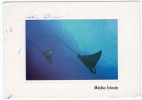 MALDIVE ISLANDS - EAGLE RAYS - FISH / THEMATIC STAMP-FLOWER - Maldivas