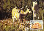 LIBYE WWF CARTE MAXIMUM NUM.YVERT  1740  PROTECTION DE LA NATURE GAZELLE - Maximum Cards