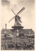Nederland, Roderwolde, Roden, Oliemolen, Achtkante Bovenkruier Met Stelling (4478) - Windmills