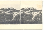 CARTE STEREO SCOPIQUES )) SCENES ANIMEES  LL  16  Un Troupeau De Moutons /  ANIMEE - Stereoskopie