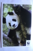 Animaux - Panda - Chine - WWF - Ours