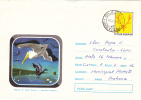 Pélicans,pelican In The Danube Delta,1971 Cover Stationery Entier Postal Romania - Pelícanos