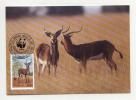 Maxi Cards MC  WWF Antilopes  1987  From Zambia - Other & Unclassified