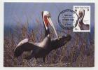 Maxi Cards MC  WWF Pelicans 1988  From British Virgin Islands - Other & Unclassified