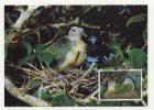 Maxi Cards MC  WWF Birds  1989 From Cook Islands - Other & Unclassified