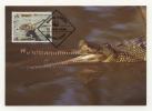 Maxi Cards MC  WWF Gharials  1990  From Bangladesh - Other & Unclassified