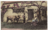 Carte Postale La Vie Aux Champs Retour Pour Le Repos De Midi Paysans Boeufs Glycine 1907 - Farms