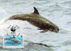 NIUE        WWF CARTE MAXIMUM NUM.YVERT  617   PROTECTION DE LA NATURE  FAUNE MARINE DAUPHIN - Maximumkarten