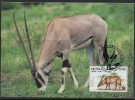 WWF - 1996 - Erythrée - Oryx Beisa - FDC 1 Carte + 1 Lettre - Other & Unclassified