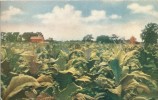 USA – United States – Tobacco As Grown In Virginia, Old Unused Postcard [P5553] - Other & Unclassified