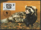 WWF - 1997 - Kazakstan - Putois Marbré - 1 Carte + 1 Lettre - Other & Unclassified