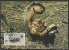 WWF - 1997 - Kazakstan - Putois Marbré - 1 Carte + 1 Lettre - Other & Unclassified