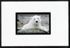 Color Print, Germany ScB1001 Polar Bear, Berlin Zoo, Ours Polaire - Bears