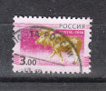 Russia   -   2008.  Caribou - Mucche