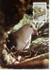 Carte Mauritius 1985:  Wwf  Pigeon 2.50r - Duiven En Duifachtigen