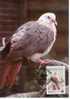 Carte Mauritius 1985:  Wwf  Pigeon  5 Roupies - Palomas, Tórtolas