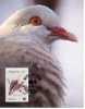 Carte Mauritius 1985:  Wwf  Pigeon  25 Cents - Pigeons & Columbiformes