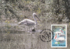 Pélicans Pelican 1984 CM,maxicard,cartes Maximum Oblit.FDC,premier Jour Romania. - Pelícanos