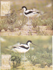 Bird "Recurvirostra Avosetta": 2X CM,MAXIMUM CARD, 1991, – Carte Maximum, Maxi Card, Romania. - Cigognes & échassiers