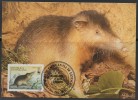 WWF - 1994 - République Dominicaine - Almiqui Paradoxal - FDC 1 Carte + 1 Lettre - Other & Unclassified