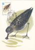 Russia Oiseau Flammant LOPATAR,carte Maximum 1985 Flamingo Bird LOPATAR Maxicard - Cigognes & échassiers