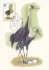 Russia: CM Carte Maximum WWF Oiseau  Storks 1982 FDC Cancell. - Cigognes & échassiers