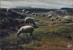 France- Carte Postale-Moutons Sur Les Dunes - Bauernhöfe