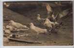 Cornwall - St Ives, Sea Gulls - Real Photo Postcard - St.Ives