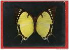 * Carte Publicitaire LABORATOIRES RONCHERES NICE-5-Charaxes Endamippus(Papillon)-Voir Publicité Au Dos - Schmetterlinge