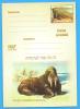 Fauna Arctic Walrus ROMANIA Postal Stationery Postcard 2003 - Baleines