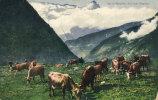 Sur Le SIMPLON - Auf Dem Simplon - Toupeau De Vaches - Animation      (865) - Simplon