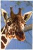 La GIRAFE - Giraffe