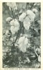 USA – United States – Cotton Growing Near Emporia, Virginia, Unused Postcard [P5788] - Andere & Zonder Classificatie