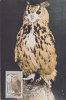 FRANCE 1972 Max Card With Owl - Búhos, Lechuza