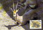 SOMALIE Soomaaliya   WWF CARTE MAXIMUM NUM.YVERT  378     PROTECTION DE LA NATURE FAUNE  GAZELLE - Cartoline Maximum