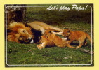 KENYA LION ET LIONCEAUX - Kenia