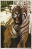 Romania-Postcard- Tigre;Siberian Tiger - Tiger