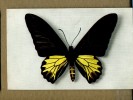 Thèmes - Papillon - Papilio Ecus Kaguya - Schmetterlinge