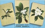 USA – United States – Mississippi State Flower, Magnolia, 1951 Used Postcard [P5883] - Other & Unclassified