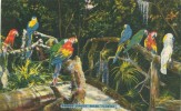 USA – United States - Parrot Jungle, Miami, Florida, Unused Linen Postcard [P5927] - Miami