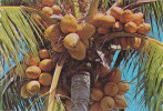 TROPICAL  COCONUT PALM  Bouquets De Cocos - Autres & Non Classés