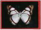 * Carte Publicitaire LABORATOIRES RONCHESE NICE-31-Pyrrhogyra Crameri Auriv. Guyane(Papillon)-Voir Publicité Au Dos - Papillons