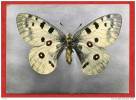 * Carte Publicitaire LABORATOIRES RONCHESE NICE-17-Parnassins Apollo.Montagnes D´Europe(Papillon)-Voir Publicité Au Dos - Schmetterlinge