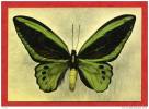 * Carte Publicitaire LABORATOIRES RONCHESE NICE-35-ORNITHOPTERA HECUBA.Ile De Kei(Papillon)-Voir Publicité Au Dos - Papillons