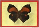 * Carte Publicitaire LABORATOIRES RONCHESE NICE-36-SYDERONE MARS.Amérique Du Sud(Papillon)-Voir Publicité Au Dos - Butterflies