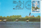 Oiseaux - Pélicans - WWF - Roumanie - Carte Maximum De 1985 ?? - Pélicans