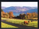 RB 765 - Animal Postcard - Highland Cattle - Loch Ness From Inchnacardoch Lodge Hotel Inverness-shire Scotland - Inverness-shire